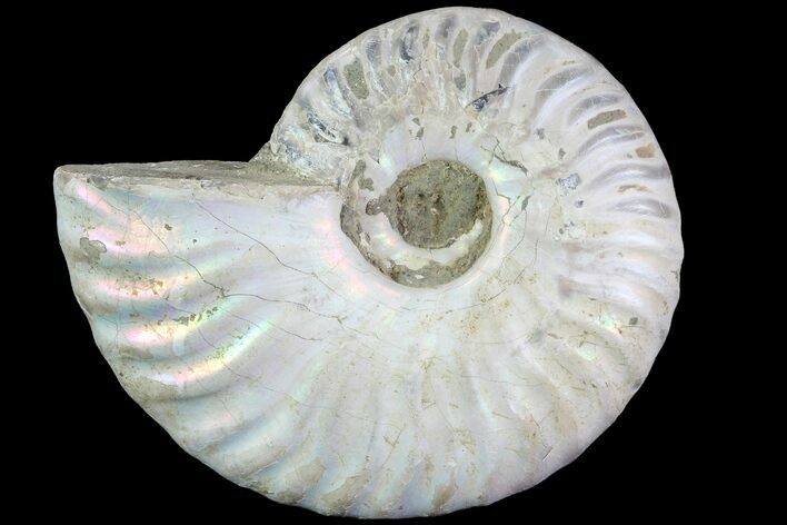 Silver Iridescent Ammonite - Madagascar #77417